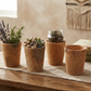 Handcrafted Dominican Guacán Wood Cups Set (4-Pack)